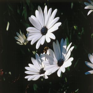 Osteospermum Spaanse Margriet Wit