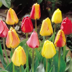 Tulpen Darwin Hybride Mix x 50