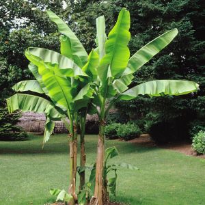 Bananenboom Musa Basjoo