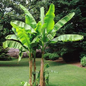 Bananenboom Musa Basjoo