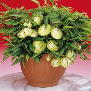 Meloenpeer Pepino Melon