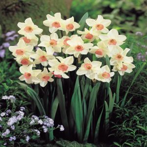 Narcissen Jonquilla Bell Song x 10