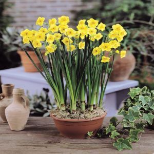 Narcissen Tazetta Golden Dawn x 10