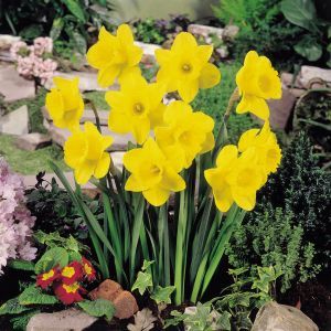 Narcissen Trompet Golden Harvest x 10