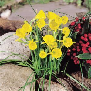 Narcissen Bulbocodium Yellow Hope x 20