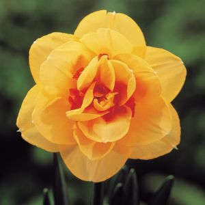 Narcissen Dubbelbloemig Tahiti x 10