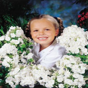 Phlox paniculata Danielle Vlambloem x 3