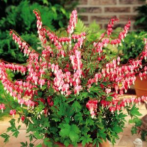 Dicentra spectabilis Rood Gebroken