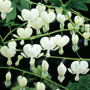 Dicentra spectabilis Wit