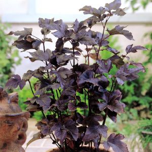 Physocarpus Diabolo (Blaasspirea)