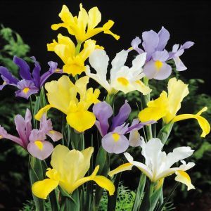 Iris Hollandica Regenboog mengsel x 10