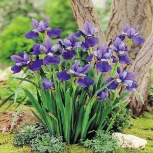 Iris sibirica Blue Pennant x 3