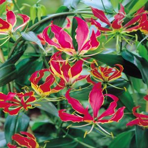 Gloriosa superba Rothschildiana