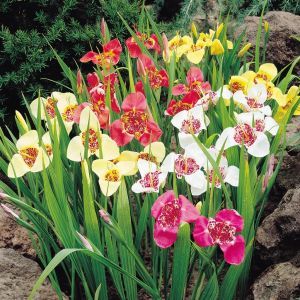 Tigridia pavonia (Tijgerbloem) x 20