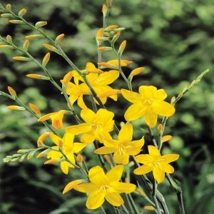 Crocosmia George Davidson x 10