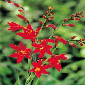 Crocosmia Lucifer x 10