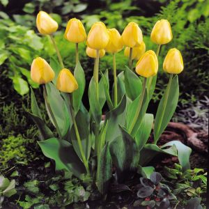 Tulpen darwin hybrid Golden Apeldoorn x 10