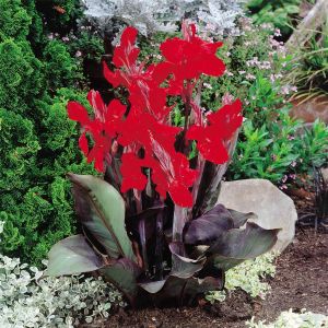 Canna Black Night Red