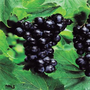 Blauwe Druiven Boskoops Glory