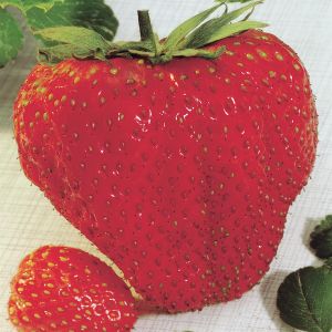 Grootvruchtige Aardbeienplant Maxim x 3