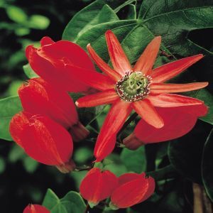 Passiflora rood