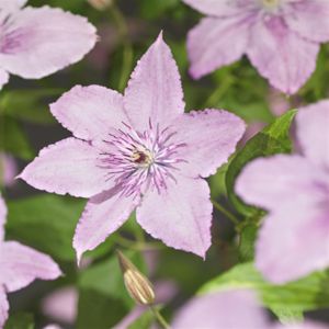 Clematis 'Hagley Hybrid' P14