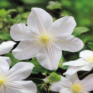 Clematis Madame Le Coultre