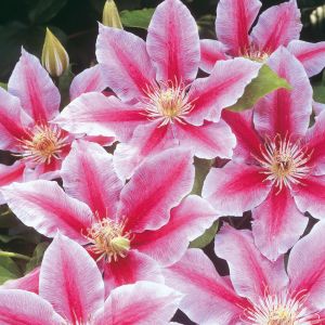 Clematis John Paul II