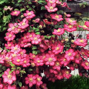 Clematis Ville de Lyon