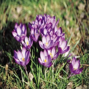 Crocus Tommasinianus Ruby Giant x 20