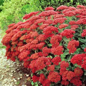 Sedum Spectabile Autumn Fire x 3