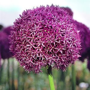 Allium Shing x 10