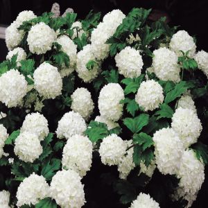 Viburnum opulus (Sneeuwbal)