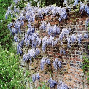Wisteria sinensis Blauw Blauwe Regen