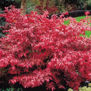 Euonymus Alata Kardinaalsmuts P9