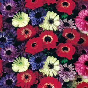 Anemone coronaria St. Brigid x 20