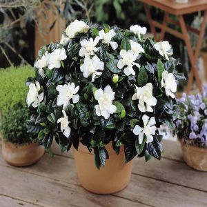 Gardenia jasminoides Kaapse Jasmijn