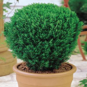 Dwerg Conifeer Teddy Beer