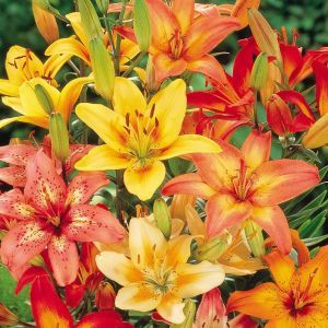 Lilium asiatic Mix Ace of Spades x 3