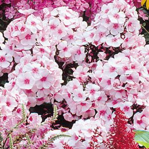 Phlox paniculata Bright Eyes (Vlambloem) x 3