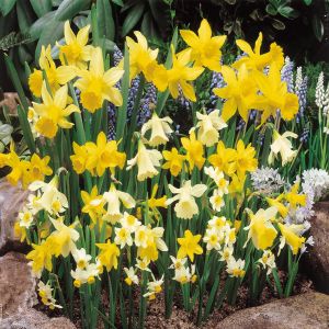 Daffodil Jonquilla mix