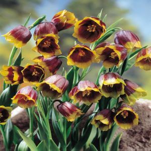 Fritillaria Uva Vulpis x 10