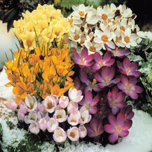 Crocus Mix