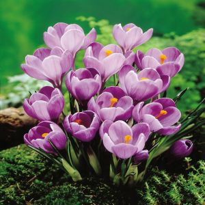 Crocus vernus Remembrance x 20