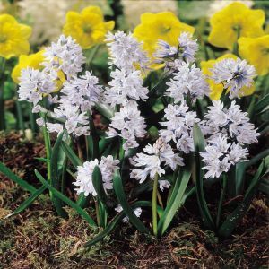 Puschkinia libanotica x 20