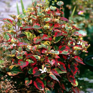 Houttuynia cordata Chameleon