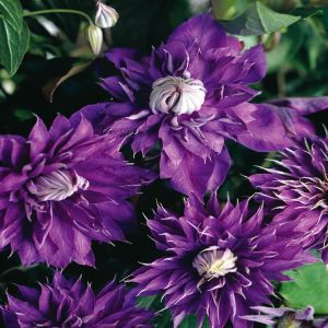 Clematis patens Multi Blue
