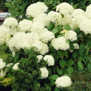 Hydrangea arborescens Annabelle 14 cm