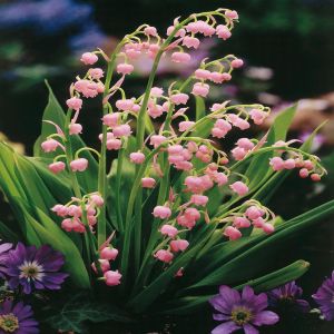 Convallaria Lelietje van Dalen roze x 5