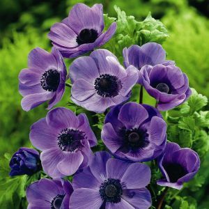 Anemone coronaria Mr. Fokker x 20